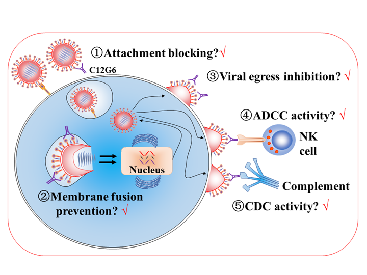 C12G6的抗病毒机制示意图